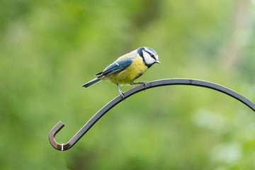 Blue tit