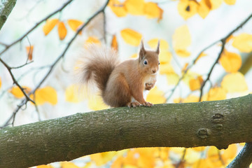 red squirrel on a tree