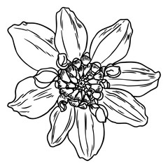 Dahlia flower, related species include the daisy, chrysanthemum, and zinnia. Ink floral art. Floral head for wedding decoration, Valentine's Day, Mother's Day, sales and other events. Vector.