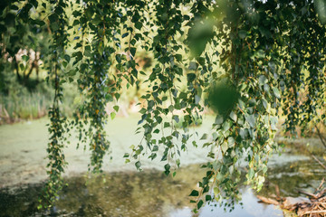 Leaves and branches of birch tree over the river or pond and warm sun shining through. Summer spring background. Selective focus shot with shallow DOF