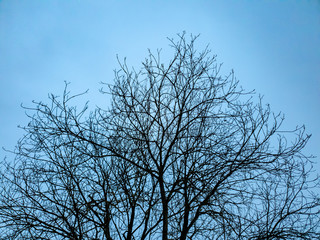 Trees in the forest in winter. Twigs of trees close-up at dusk. Trees in the evening.