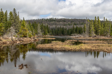 After the Spring Rain in Algonquin Park