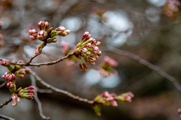 Cherry blossom in Japan. Sakura flowers and trees closesup in Tokyo, Japan during Spring time