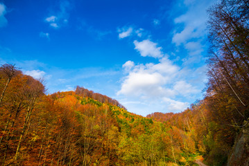 Obraz premium Autumn landscape