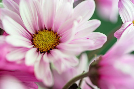 Macro pink daisy on out of focus background
