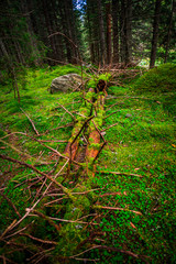 Inside of the misty forest