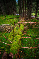 Inside of the misty forest