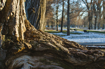 A big old knot of wooden root on the bottom of a tree i the long parkway in the winter season. 