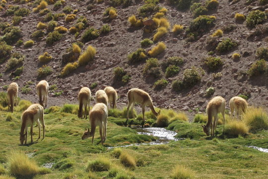 Alpaca's (Vicugna pacos) grazing on the shore of Lake Chungara at the base of Sajama volcano, in the northern Chile.