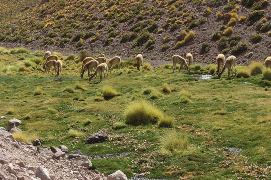 Bolivia Chile Deserto Beleza Turismo