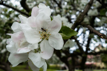 kwiat jabłoni