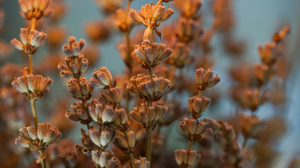 bouquet of dried lavender