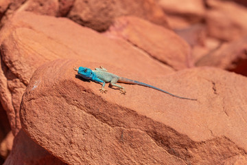 The Sinai agama (Pseudotrapelus sinaitus, formerly Agama sinaita) is an agamid lizard found in arid areas of southeastern Libya, Egypt.