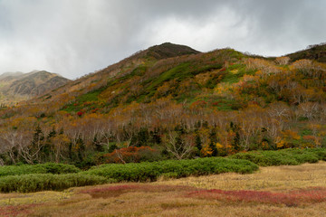 Tsugaike Nature Park in autumn