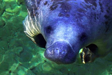 West Indian Manatee (Trichechus manatus) surfacing in Blue Spring State Park, Florida