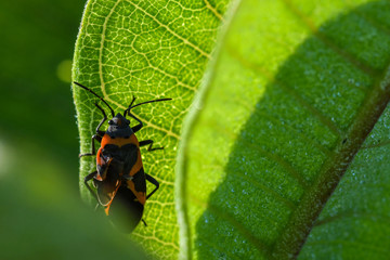 A macro image of a red and black beetle with an injured wing and heart shaped marking on its back.