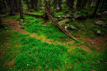 Inside of the forest