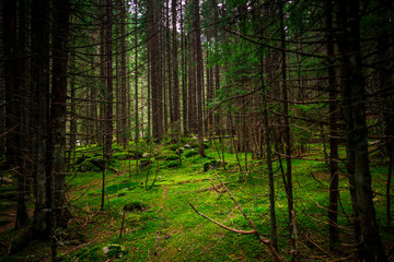 Inside of the forest