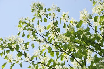ミズキの花