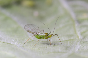 Pulgón verde de la patata sobre hoja de berenjena