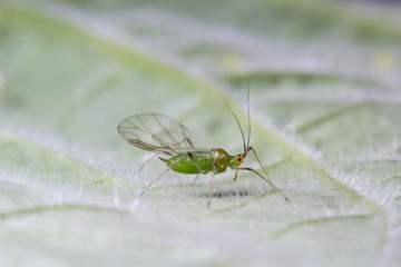 Pulgón verde de la patata sobre hoja de berenjena