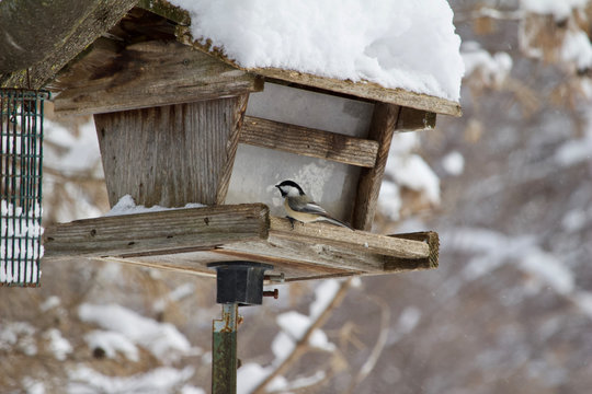 A black-capped chickadee perches on a rustic bird feeder in a winter snow storm