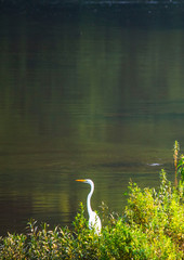 Great Egret Along the River
