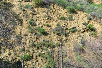 hillside erosion in forest from rain storms