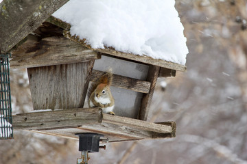 A red squirrel sits on a rustic bird feeder in a winter snow storm