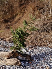 Grüne Tanne am Felsstrand