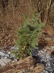 Tanne am Steinstrand von Sassnitz
