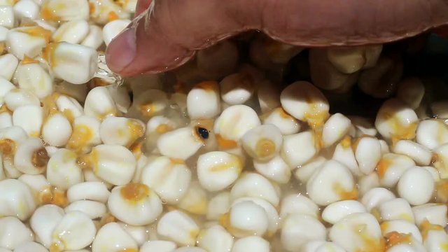 Preparacion del maiz cacahuazintle para pozole. Platillo tipico mexicano.