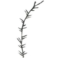 Line art of hand-drawn flora on the white isolated background. Flower pencil sketch.