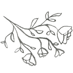 Line art of hand-drawn flora on the white isolated background. Flower pencil sketch.