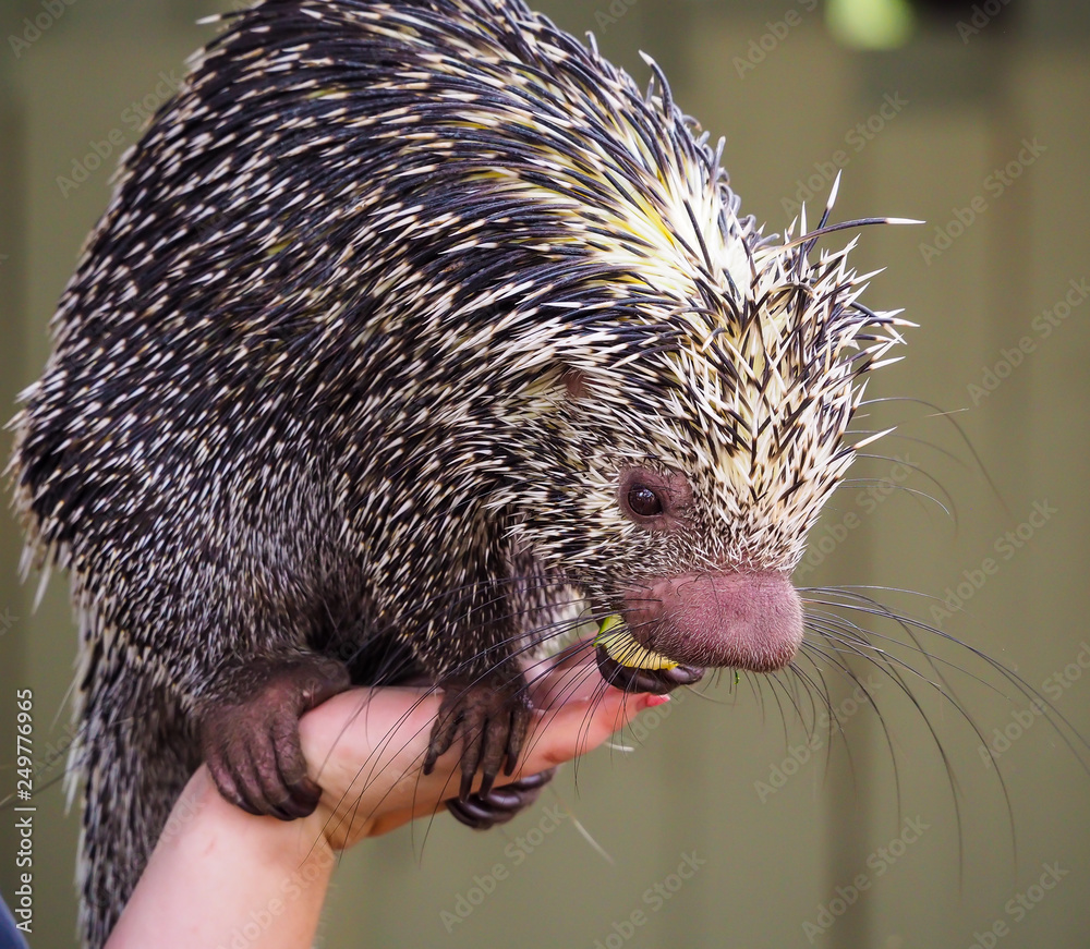 Wall mural porcupine eating from hand