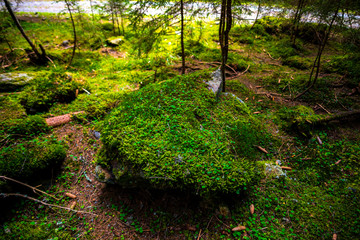 Obraz premium Mystic forest