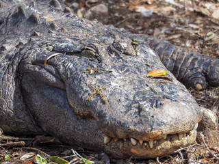 Large Sleeping Alligator Face Teeth Grin