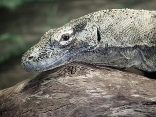 Komodo Dragon Lizard Closeup Portrait