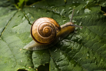 Snail on leaf after rain