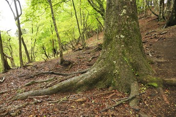 森の樅の大木