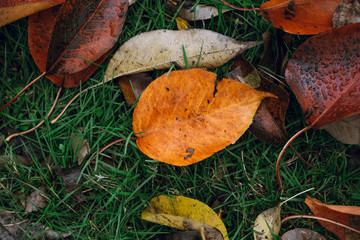 Autumn leave on green grass