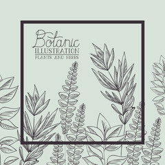 botanical plants and herbs square frame