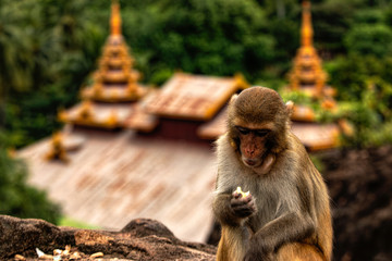 Monkey at the Temple