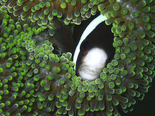 The beauty of underwater world diving in Sabah, Borneo.