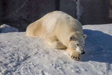 Naklejka na ściany i meble Polar bear resting in snow