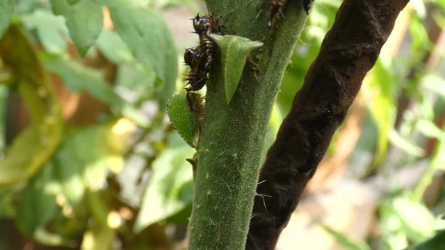 Parasitos del tomate