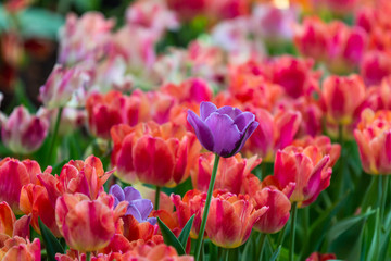 colorful tulips garden in spring