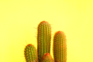 Cactus Fashion Design. Minimal fashion Stillife. Trendy Bright Colors. Green cactus on yellow background.