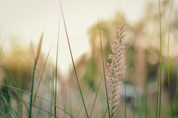 Fototapeta premium Beautiful field of grass flowers against blurred sunrise background. Selective focus