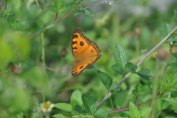Butterfly in flower garden